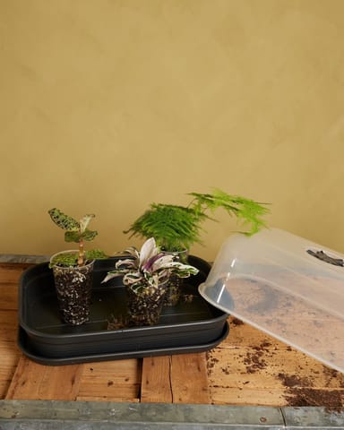 Elho Hagrid Grow Tray Productset