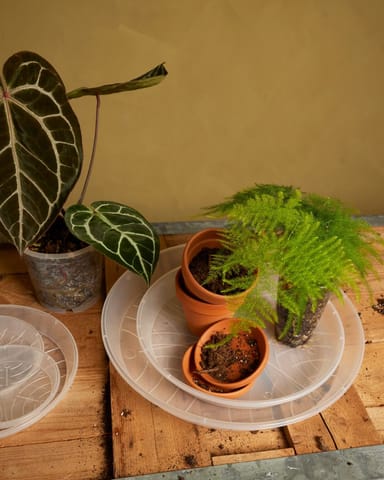 Plantes Soucoupe Transparent Ø 27 cm