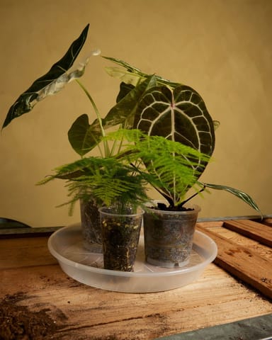 Pflanzschale Transparent Ø 34 cm