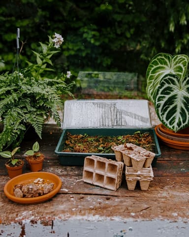 Seedling Pots On Tray Biodegradable