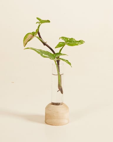 Vermehrungsrohr Holzsockel