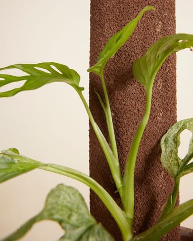 Kratiste Biologisch Afbreekbare Klimplank 50 cm lang, 8 cm breed