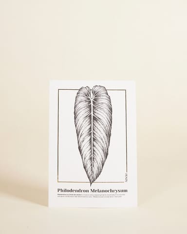 Philodendron Melanochrysum Poster 350g premium A5 paper