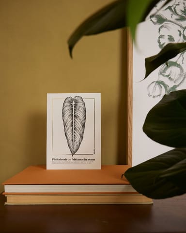 Philodendron Melanochrysum Poster 350g premium A5 paper