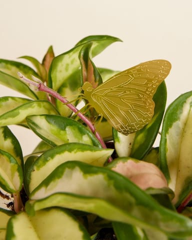 Bella Butterfly Plant buddy