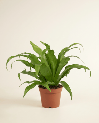 Asplenium Bird's nest fern Antiquum