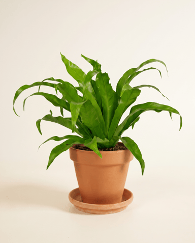 Asplenium Bird's nest fern Antiquum