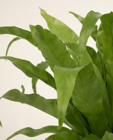 Asplenium Bird's nest fern Antiquum