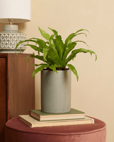 Asplenium Bird's nest fern Antiquum