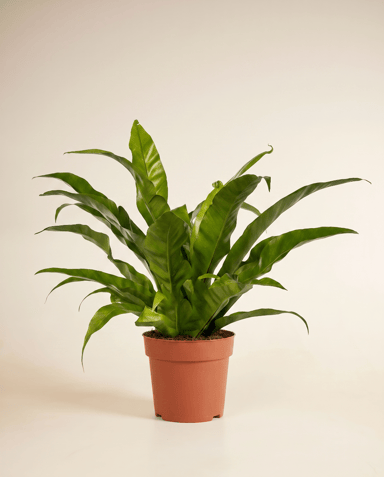 Asplenium Bird's nest fern Antiquum