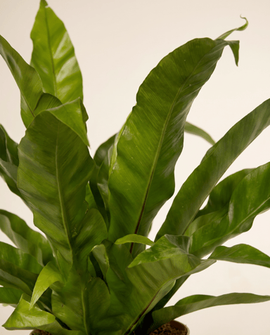 Asplenium Bird's nest fern Antiquum