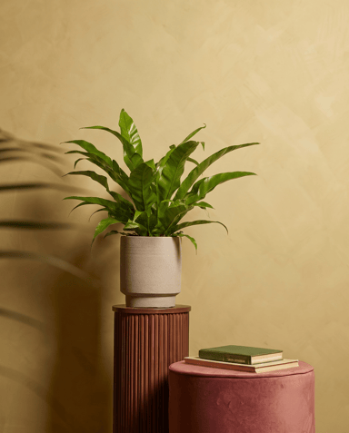 Asplenium Bird's nest fern Antiquum