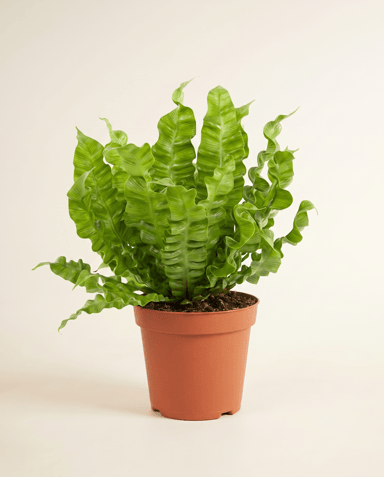 Asplenium Fougère nid d'oiseau Nidus Crispy Wave