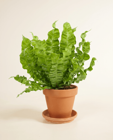 Asplenium Fougère nid d'oiseau Nidus Crispy Wave