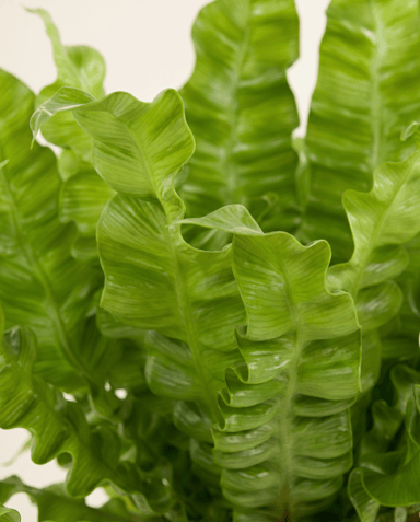 Asplenium Fougère nid d'oiseau Nidus Crispy Wave