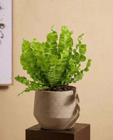 Asplenium Fougère nid d'oiseau Nidus Crispy Wave