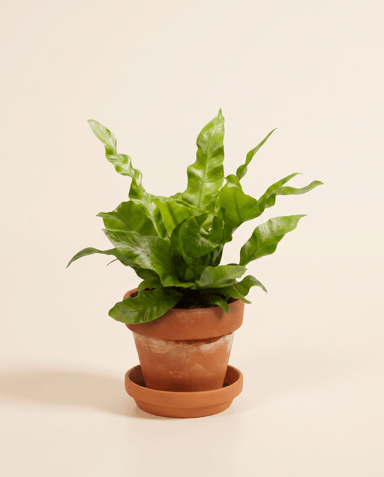 Bébé Asplenium Fougère nid d'oiseau Nidus Crispy Wave