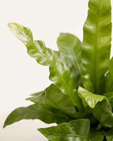 Bébé Asplenium Fougère nid d'oiseau Nidus Crispy Wave