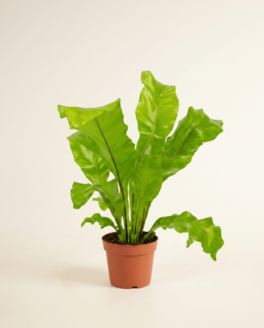 Asplenium Bird's nest fern Nidus