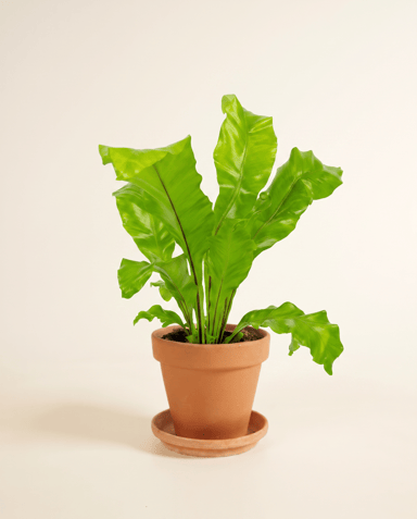 Asplenium Bird's nest fern Nidus