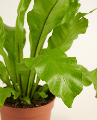 Asplenium Bird's nest fern Nidus