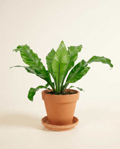 Asplenium Nestfarn Nidus