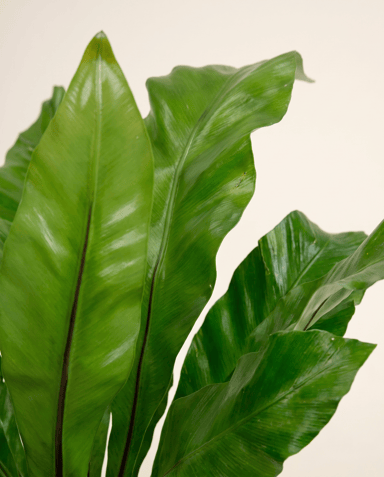 Asplenium Nestfarn Nidus
