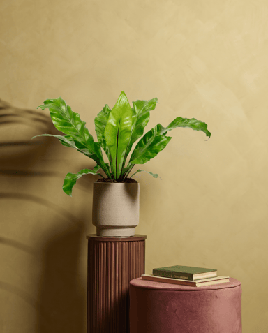 Asplenium Nestfarn Nidus