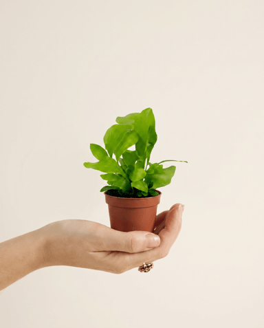 Baby Asplenium Nestfarn Nidus