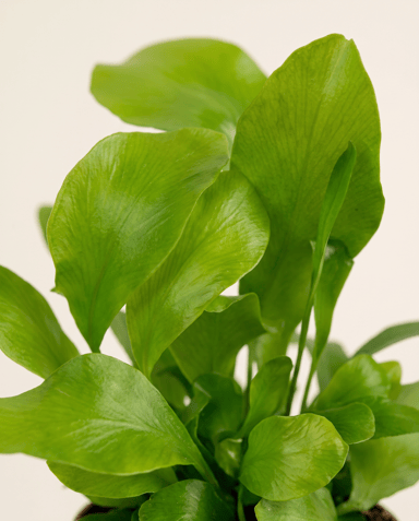 Baby Asplenium Nestfarn Nidus