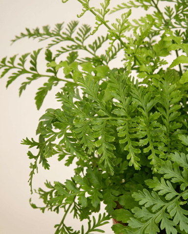 Asplenium Nestfarn Parvati