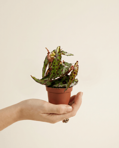Baby Begonia Schiefblatt Amphioxus