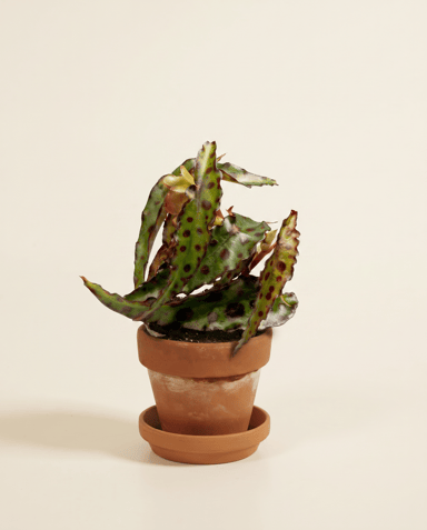 Baby Begonia Schiefblatt Amphioxus