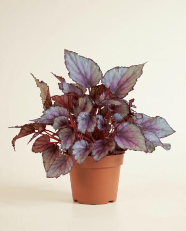 Begonia Bégonia Maori Haze