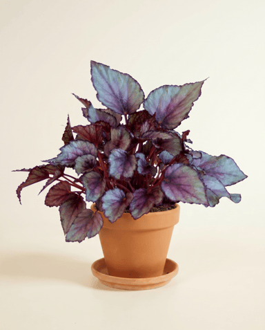 Begonia Bégonia Maori Haze