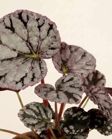 Baby Begonia Schiefblatt Rex Chayo