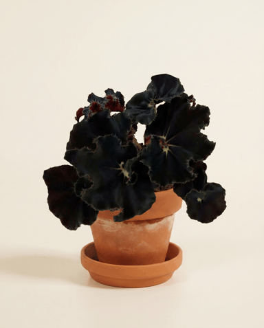 Bebé Begonia Begonia de lunares Rex Dark Mambo