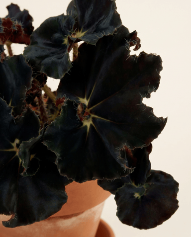 Bebé Begonia Begonia de lunares Rex Dark Mambo