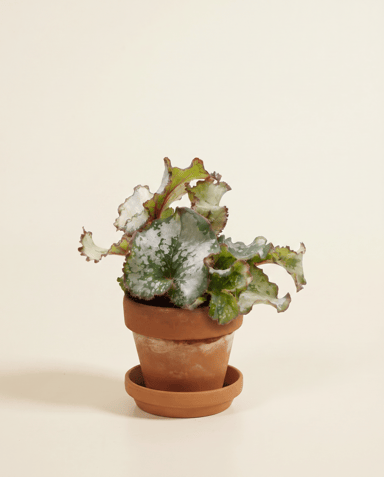 Bebé Begonia Begonia de lunares Rex Escargot