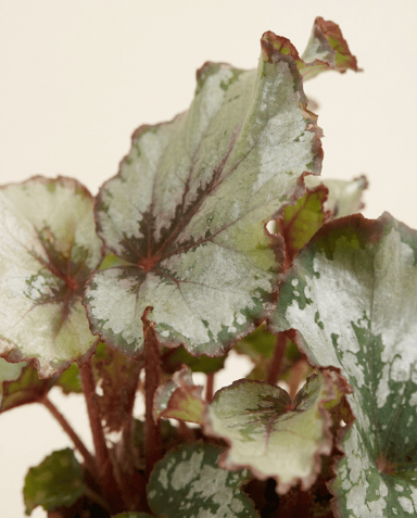 Bebé Begonia Begonia de lunares Rex Escargot