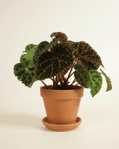 Begonia Polka Dot Rex Ferox