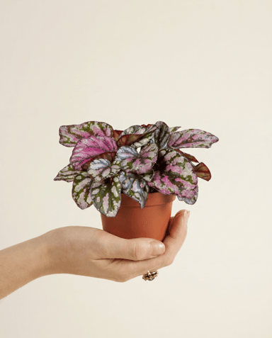 Bébé Begonia Bégonia Rex Hugh McLauchlan
