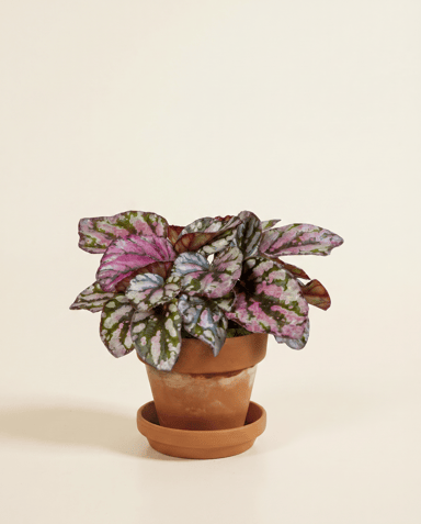 Bébé Begonia Bégonia Rex Hugh McLauchlan