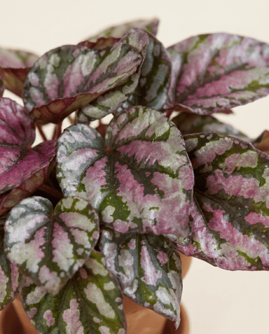 Bébé Begonia Bégonia Rex Hugh McLauchlan