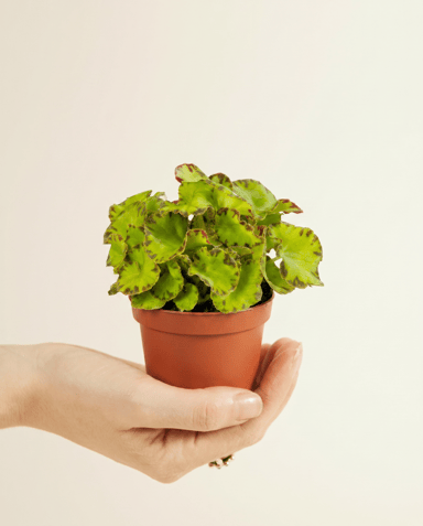 Baby Begonia Begonia a pois Rex Red Jive