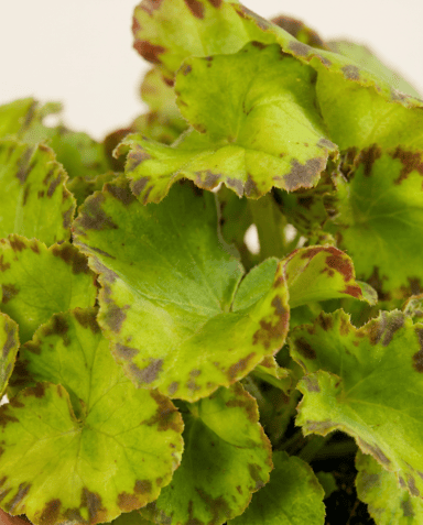 Baby Begonia Begonia a pois Rex Red Jive