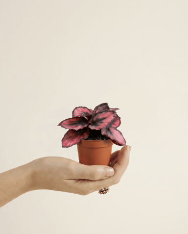 Bébé Begonia Bégonia Rex Red Kiss