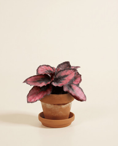 Bébé Begonia Bégonia Rex Red Kiss