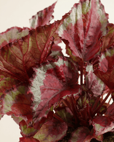 Begonia Stippenplant Rex Spitfire