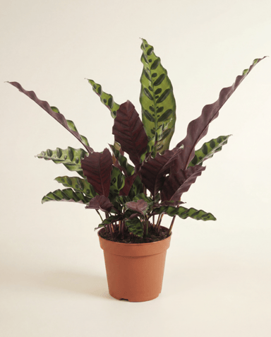Calathea Korbmarante Lancifolia Insignis